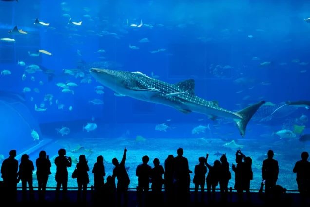 Dubai Aquarium & Underwater Zoo