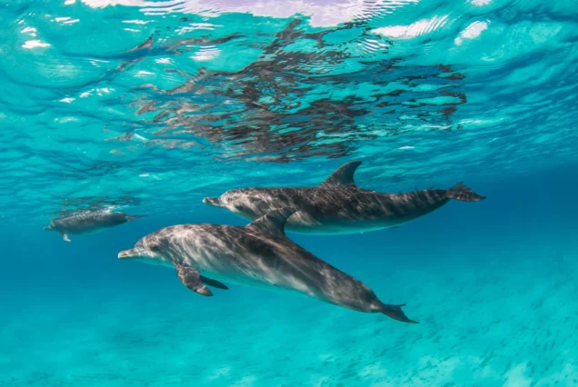 Dubai Dolphinarium: Dolphin & Seal Show