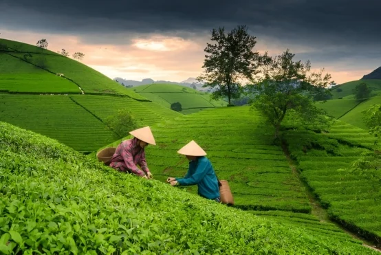 Explore Vietnam: A Journey Through Timeless Beauty