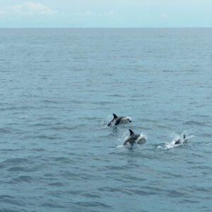 Sunrise Dolphin Hunter – Wanagiri Hidden Hills