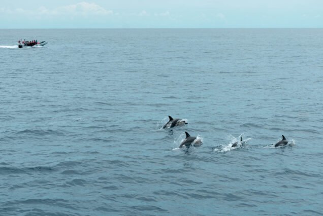 Sunrise Dolphin Hunter – Wanagiri Hidden Hills