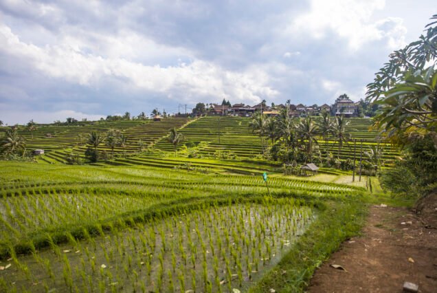 Rural Bali Trekking Adventure